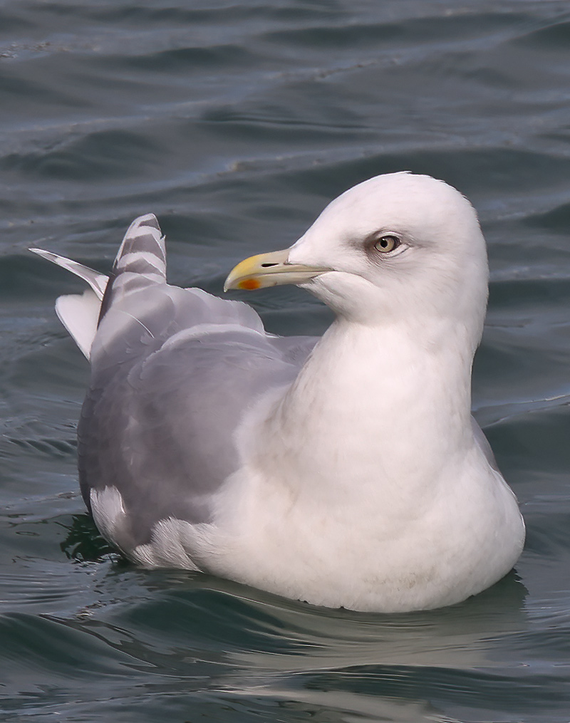 Kumlien's gull
